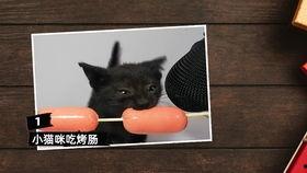 国产美洲豹测评视频大全,性能解析与驾驶体验全览