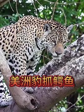 国产美洲豹测评视频大全,性能解析与驾驶体验全览